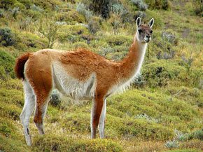 Llama (Lama guanicoe)