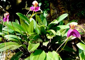 Orquídeas machupicchu